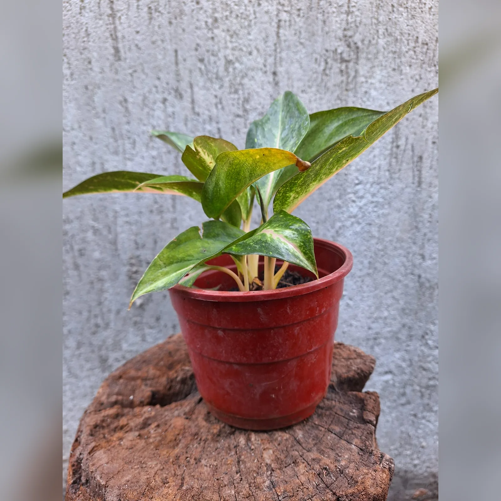 Aglaonema rosada real en maceta de cultivo M12