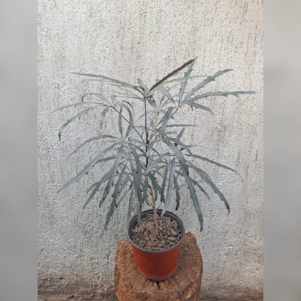 Aralia elegantissima M14