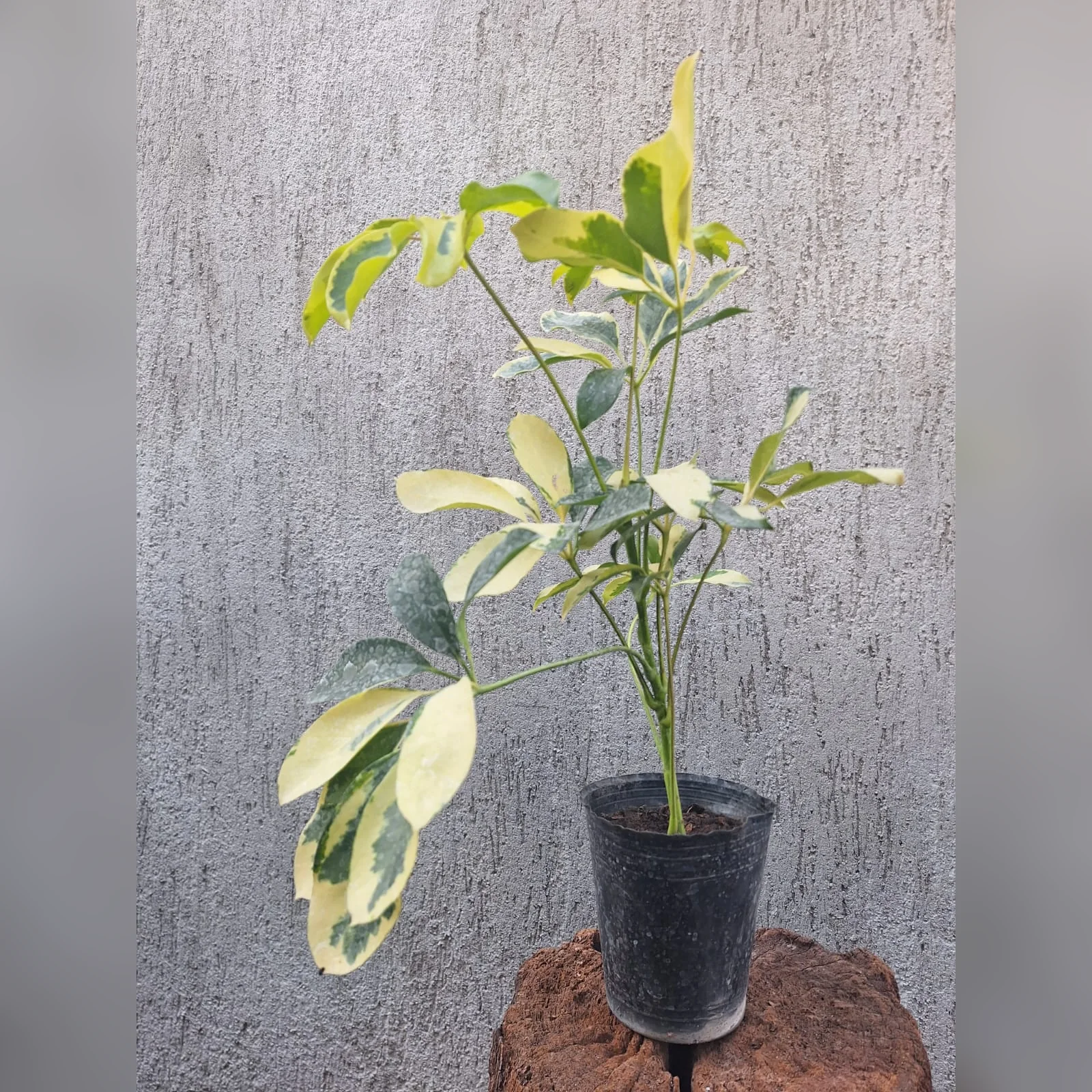 Foto real de Aralia Schefflera en maceta M12