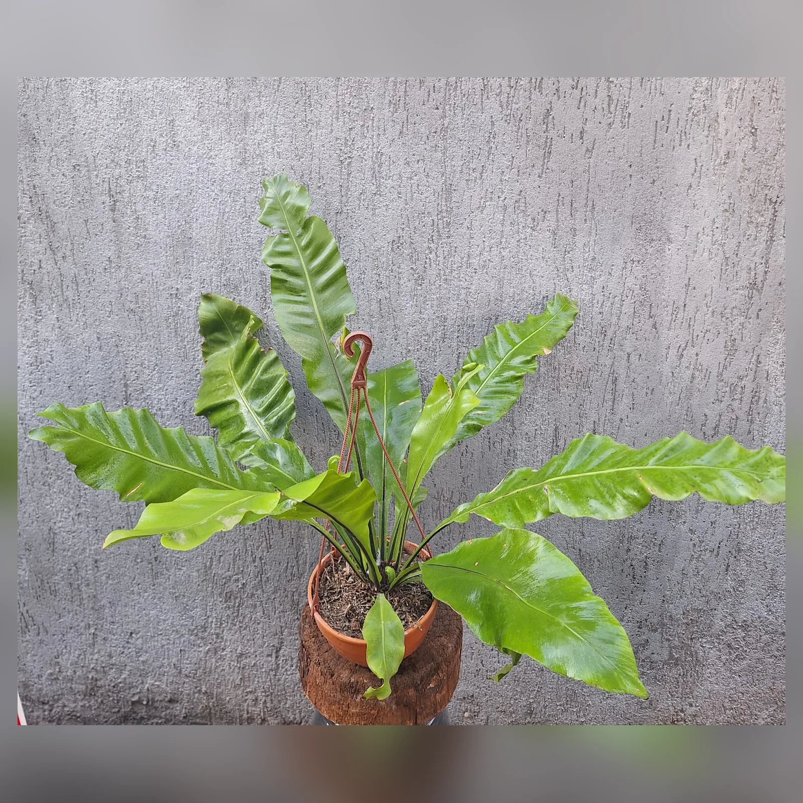 Foto real de Asplenium en Bols 18 con colgante