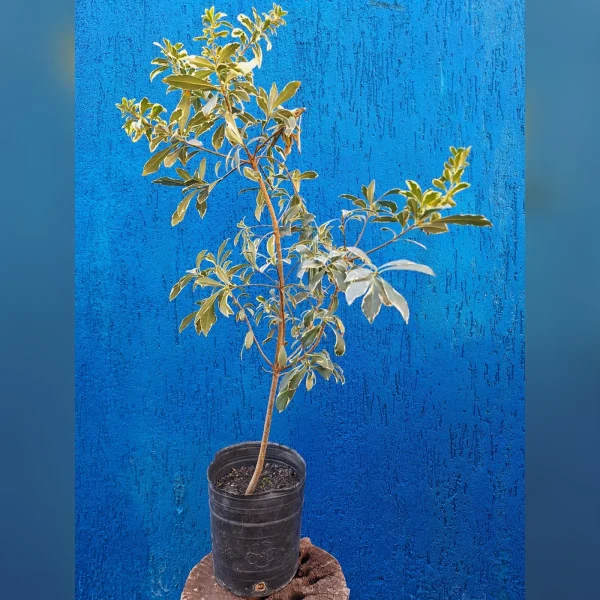 Azarero enano variegado 3 Litros