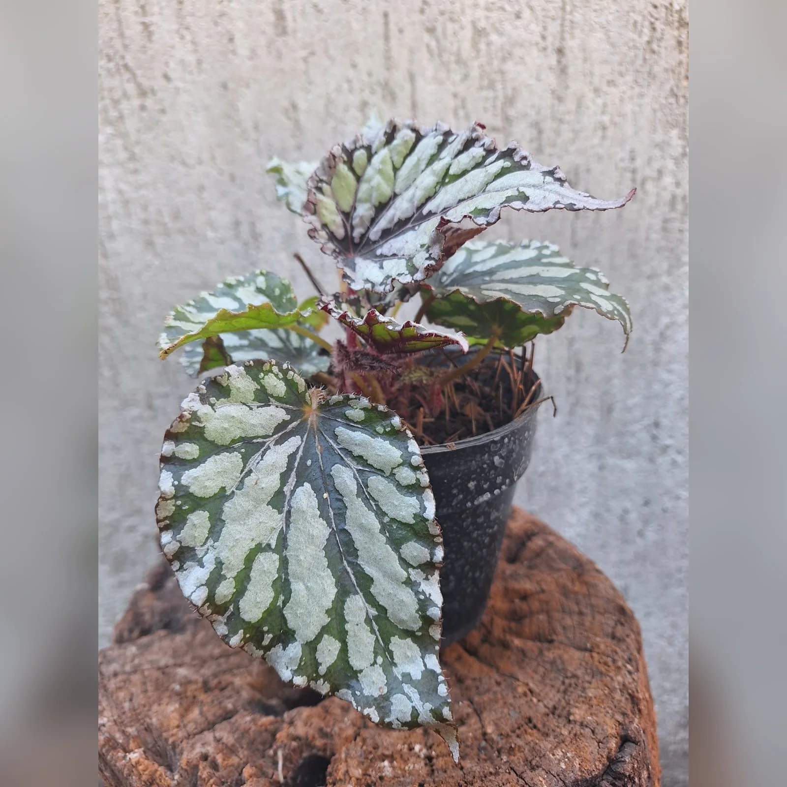 Foto real de Begonia Rex en maceta M12