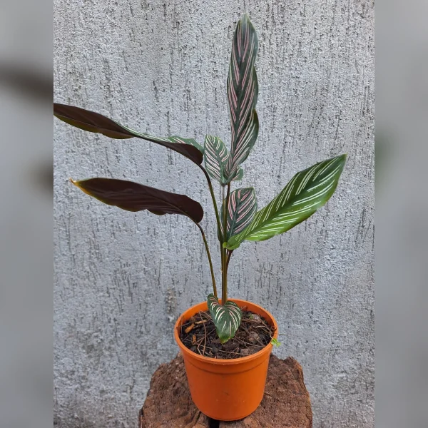 Calathea “mil rayitas” M14
