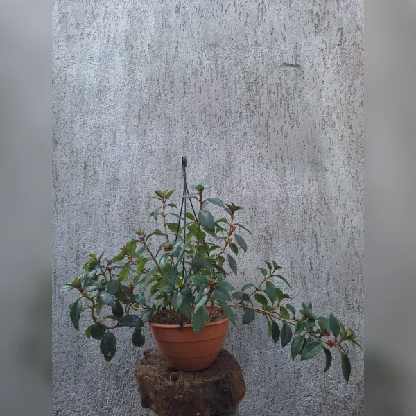 Columnea en Bols 18 con colgante