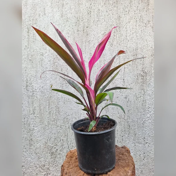 Cordyline Kiwi 3 L