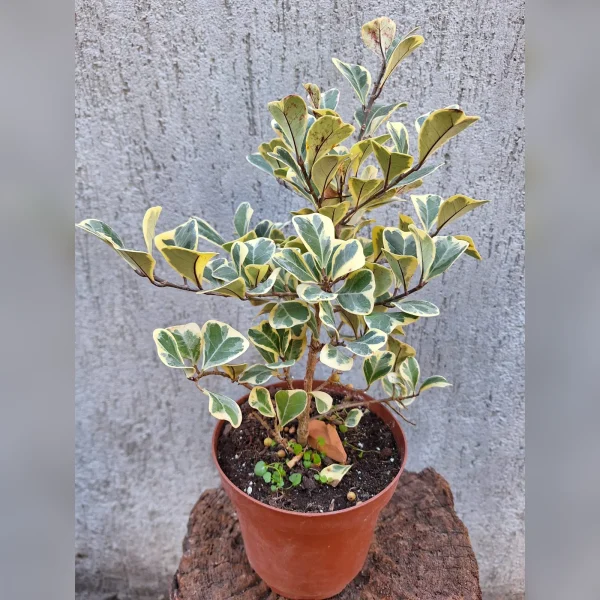 Ficus triangularis M14