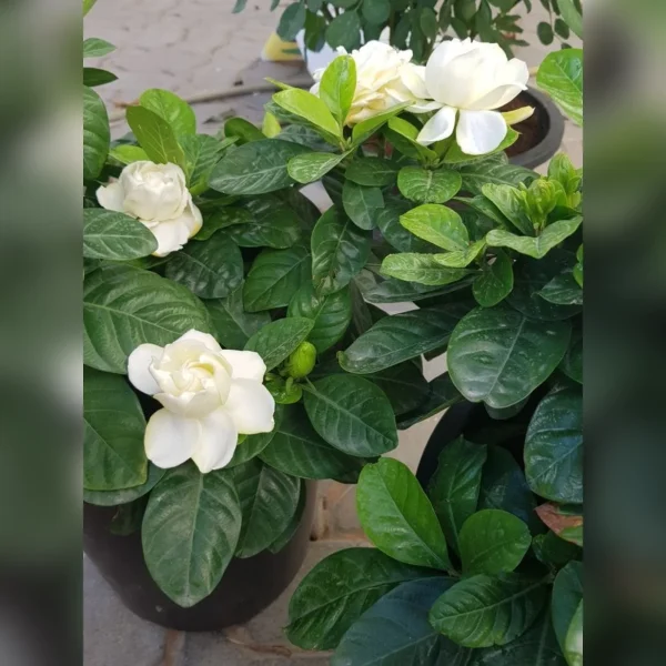 Jazmín Kimura 3 Litros