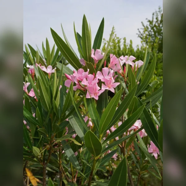Laurel en flor 3 Litros