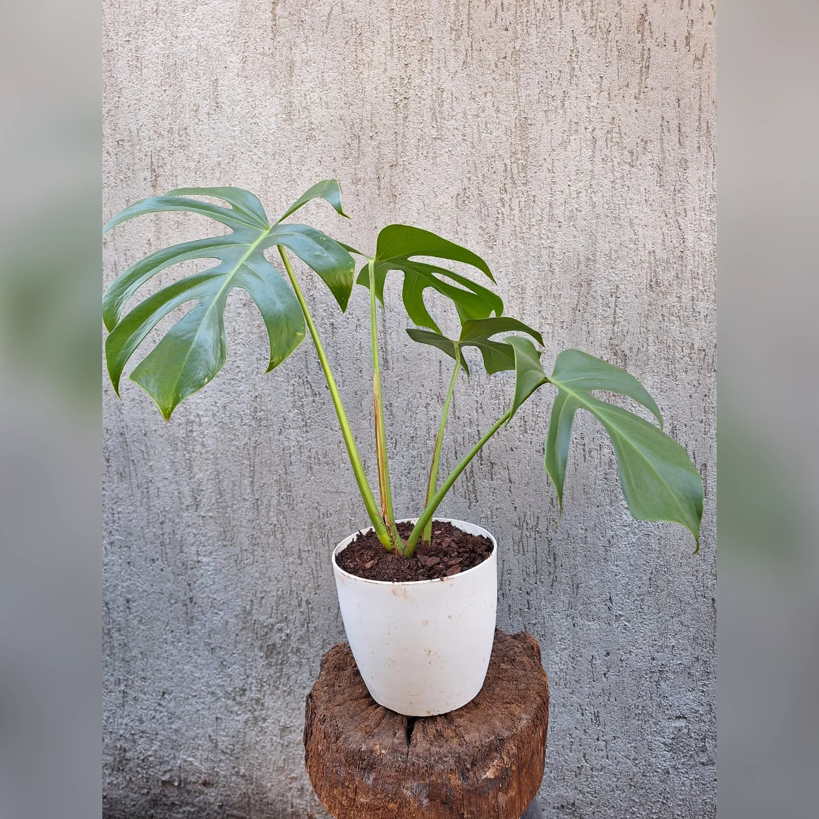 Monstera deliciosa juvenil real en maceta Premium 16 blanca