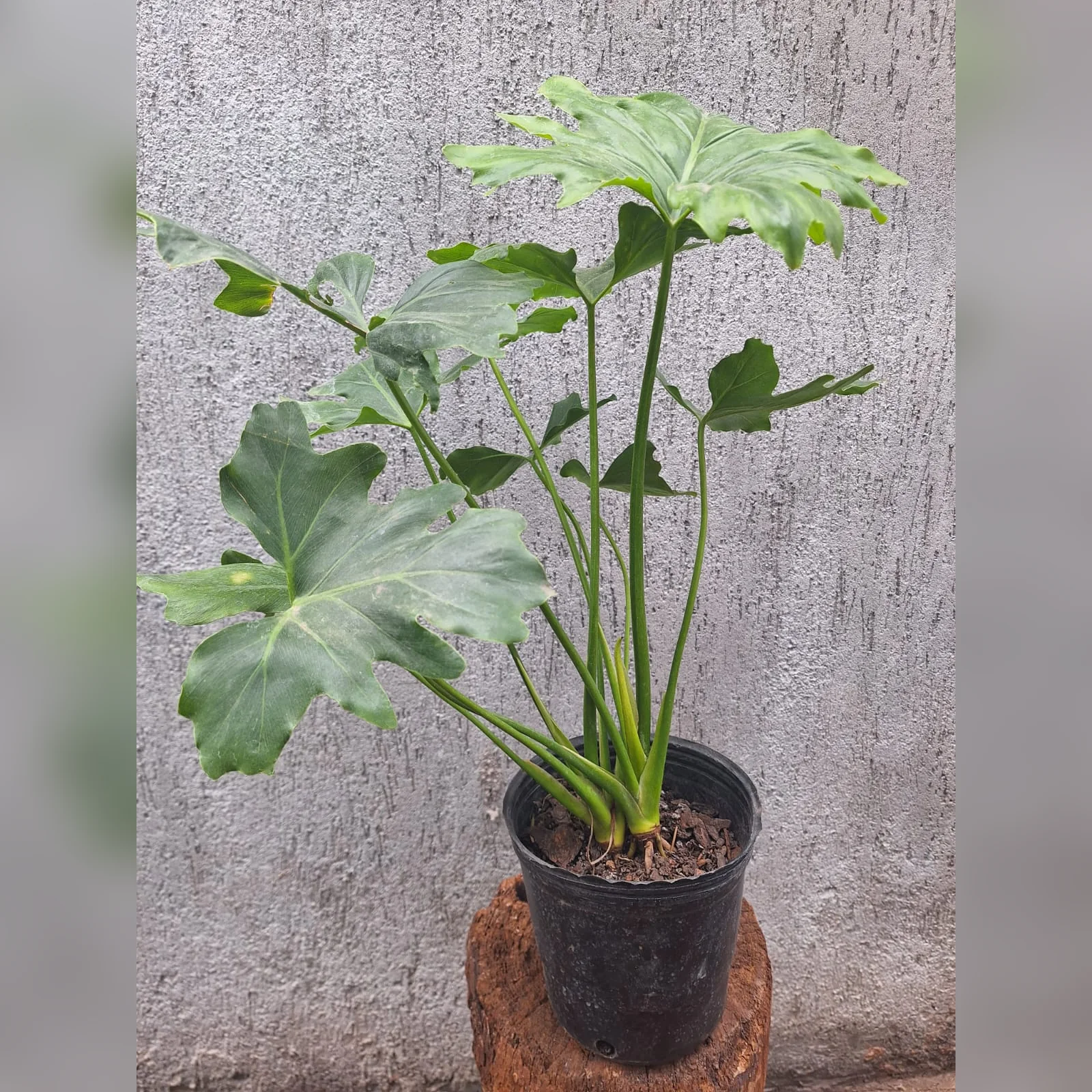 Foto real de Philodendron misionero en contenedor de 3 litros
