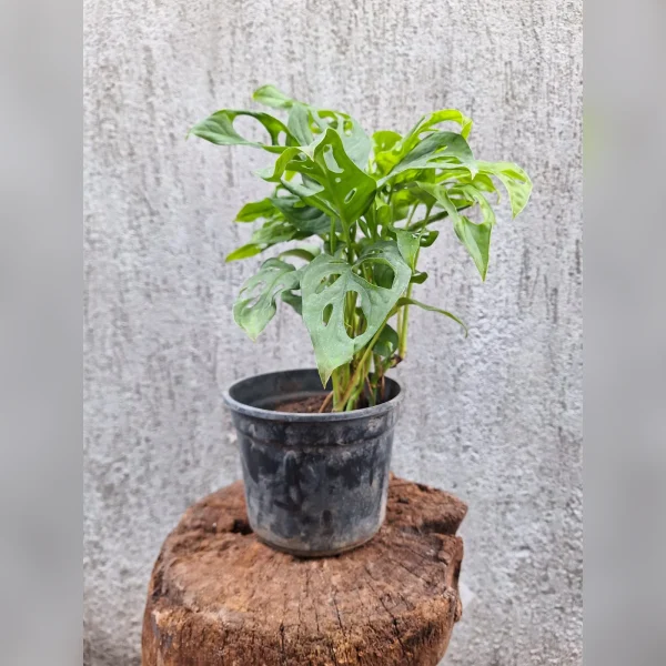 Philodendron peruviano M13