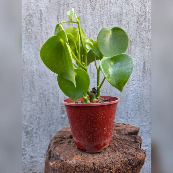 Pilea peperomioides M12