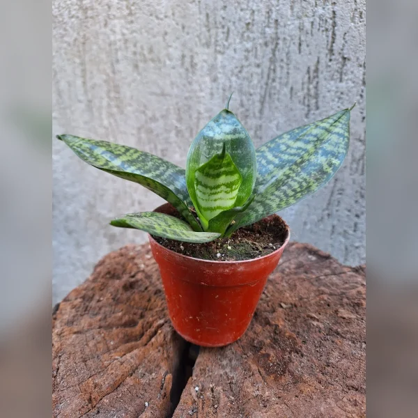 Sansevieria enana mini M08