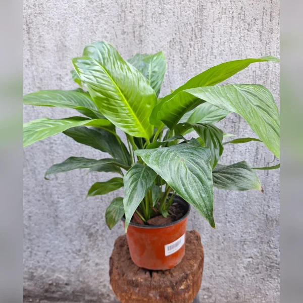 Spathiphyllum Sensation M17