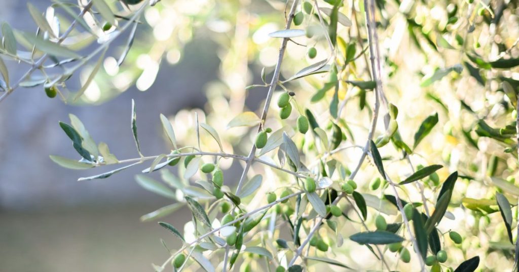 Olivo en maceta: cuidados reales y cuándo esperar frutos