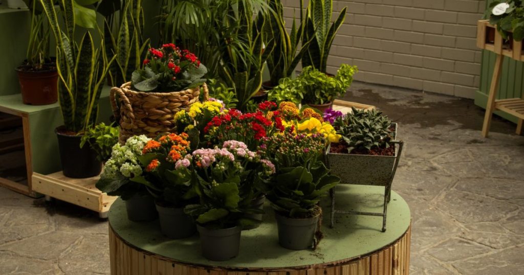 Plantas de interior con flor: 6 especies que florecen en casa