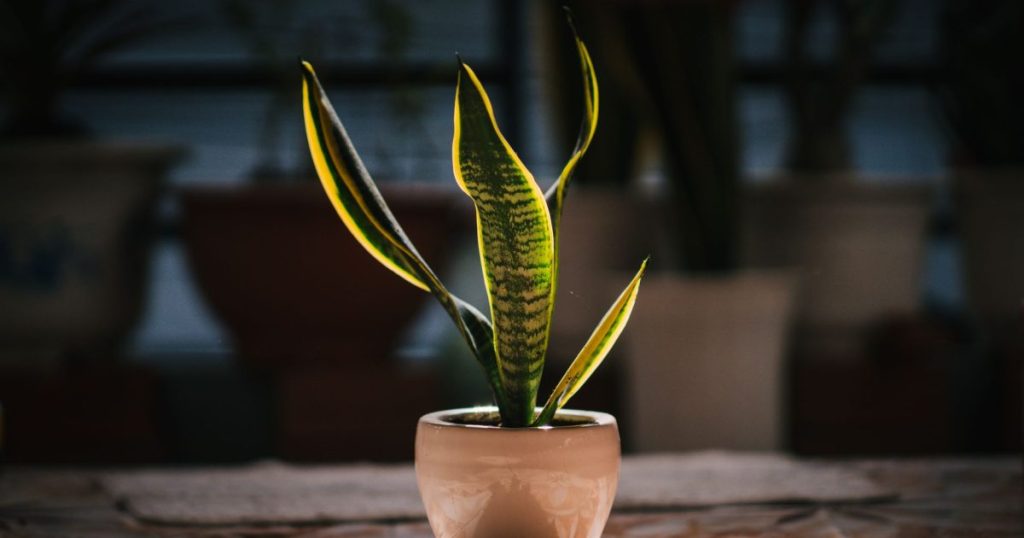 Plantas de interior que purifican el aire: qué dicen los estudios