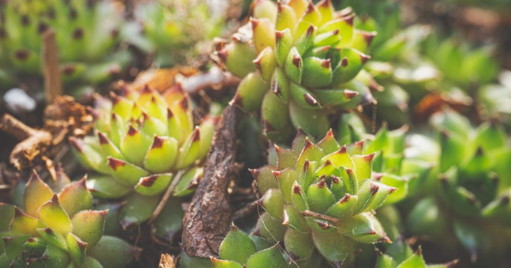 Plantas de sol extremo: especies para el oeste mendocino