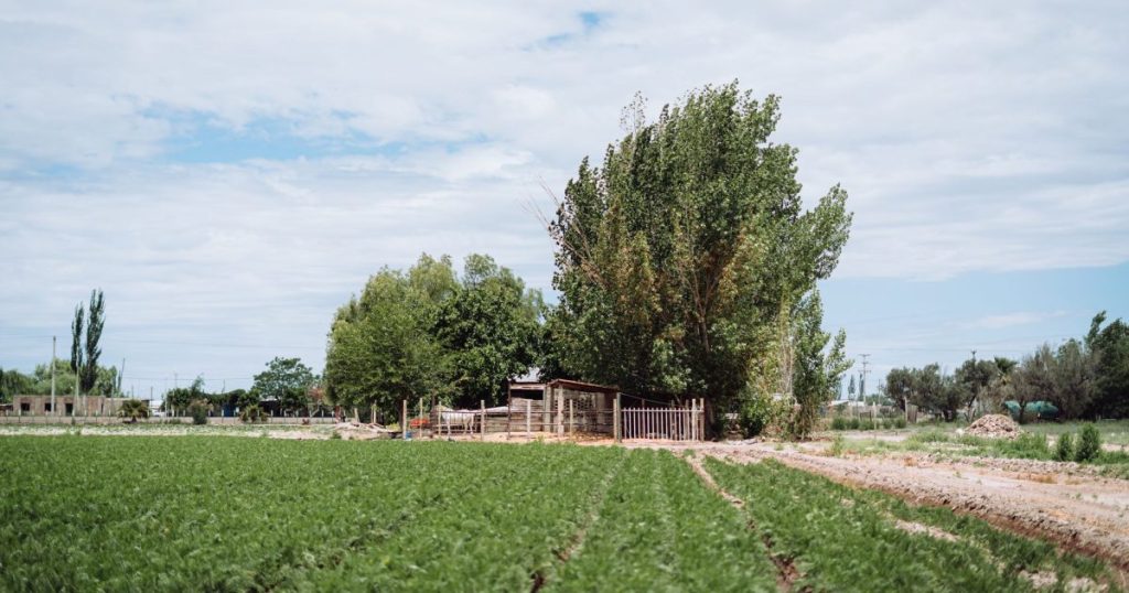 Plantas nativas de Mendoza: 5 especies que consumen poca agua