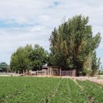 Jardín con plantas nativas de Mendoza de follaje grisáceo y bajo consumo de agua
