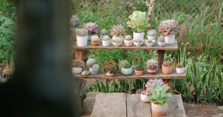 Cactus y suculentas en macetas pequeñas sobre un alféizar soleado en Mendoza