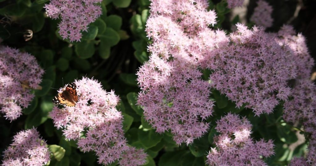 Plantas que atraen mariposas: especies y cuidados
