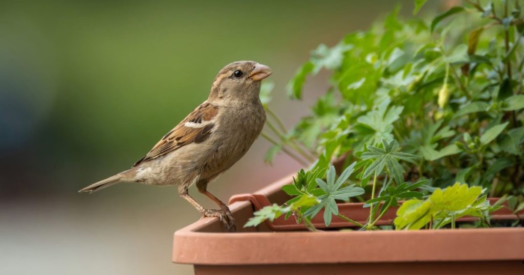 Plantas que atraen pájaros al jardín: cómo recibirlos sin plagas