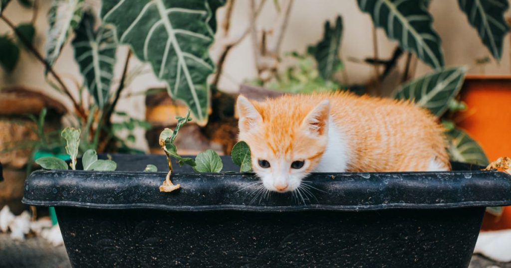 Plantas seguras para gatos: qué poner y qué evitar