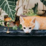 Gato masticando pasto de gato en una maceta baja junto a plantas seguras de interior