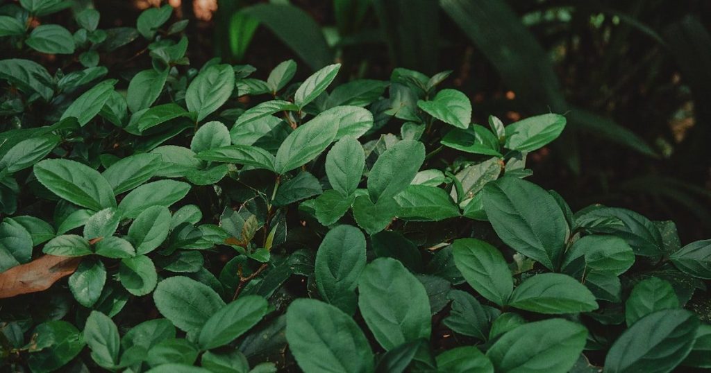 Plantas tóxicas con niños y mascotas: qué revisar