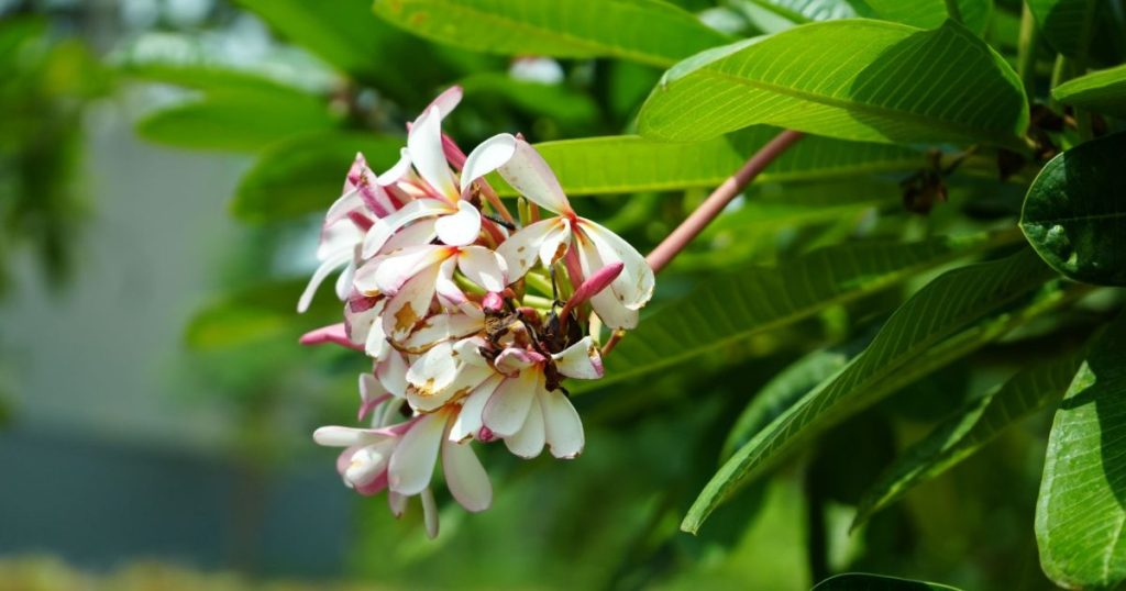 Plumeria o frangipani: cuidados en maceta y al aire libre