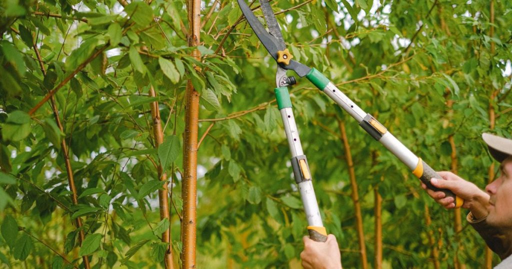 Poda de formación en árboles jóvenes: cómo empezar bien