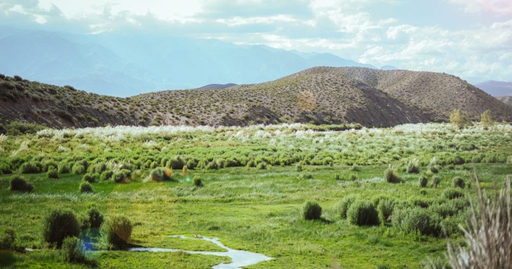 Primer jardín: cinco plantas fáciles para empezar en Mendoza