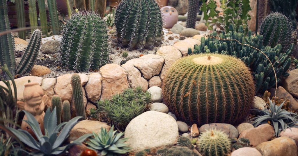 Rejuvenecer un jardín descuidado sin arrancar todo