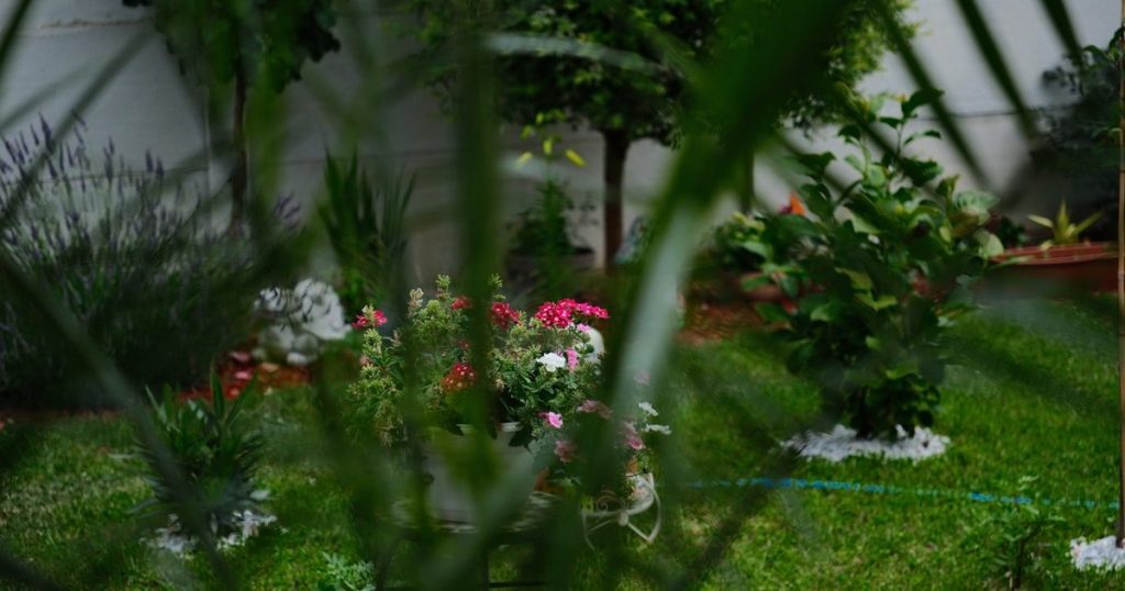 Rosario de Jesús: flores vistosas con poco riego