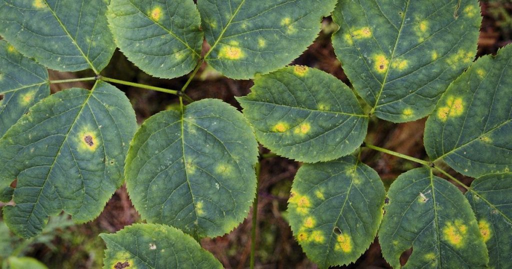 Royas en las plantas: manchas anaranjadas que avanzan con humedad