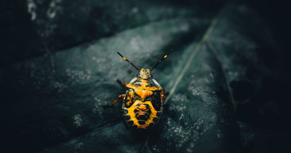Tripis en el jardín: insectos diminutos que deforman hojas