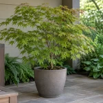 Acer palmatum en maceta bajo sombra luminosa en un patio