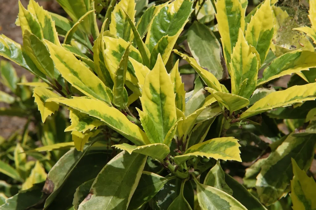 Hojas verdes y amarillas de una Aucuba japonesa, fotografiadas en un arboreto