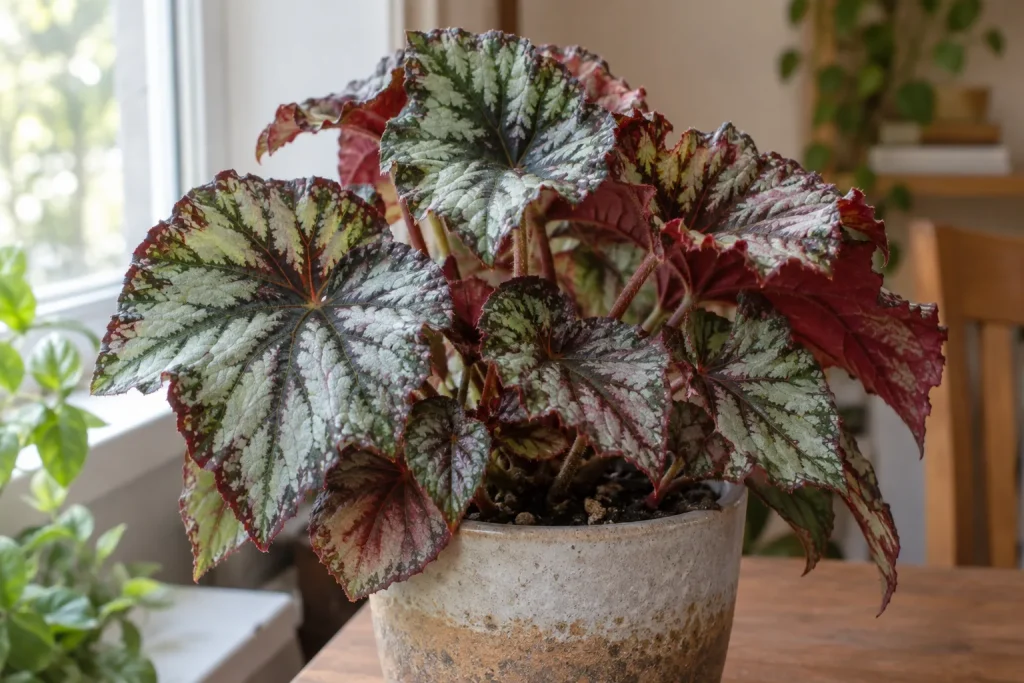 Hojas plateadas, verdes y bordó de una Begonia Rex junto a una ventana