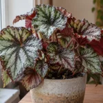 Hojas plateadas, verdes y bordó de una Begonia Rex junto a una ventana