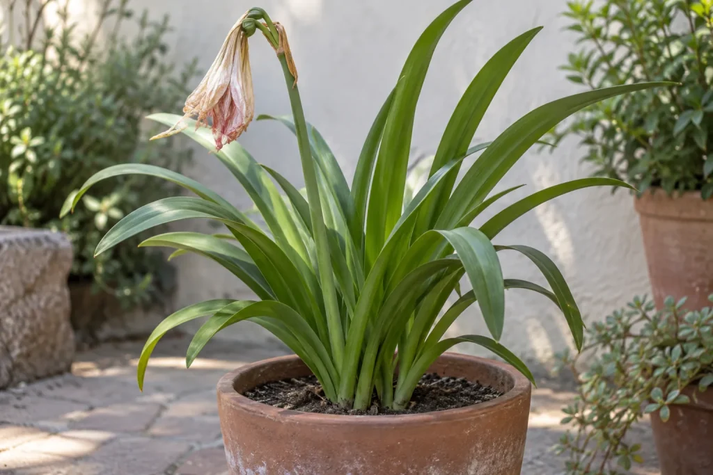 Hojas verdes y una flor marchita en una planta bulbosa en maceta de terracota