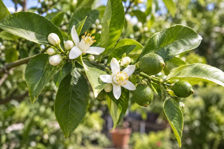 Flores blancas y frutos verdes en una rama de cítrico