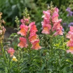Espigas de conejito con flores rosadas, botones y flores marchitas