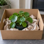 Planta de Pilea en una caja estable con papel alrededor de la maceta, junto a una puerta