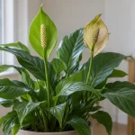 Spathiphyllum con una espata verde firme y otra en proceso de envejecimiento