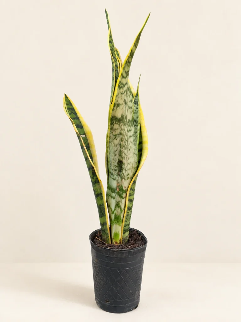 Sansevieria trifasciata M12