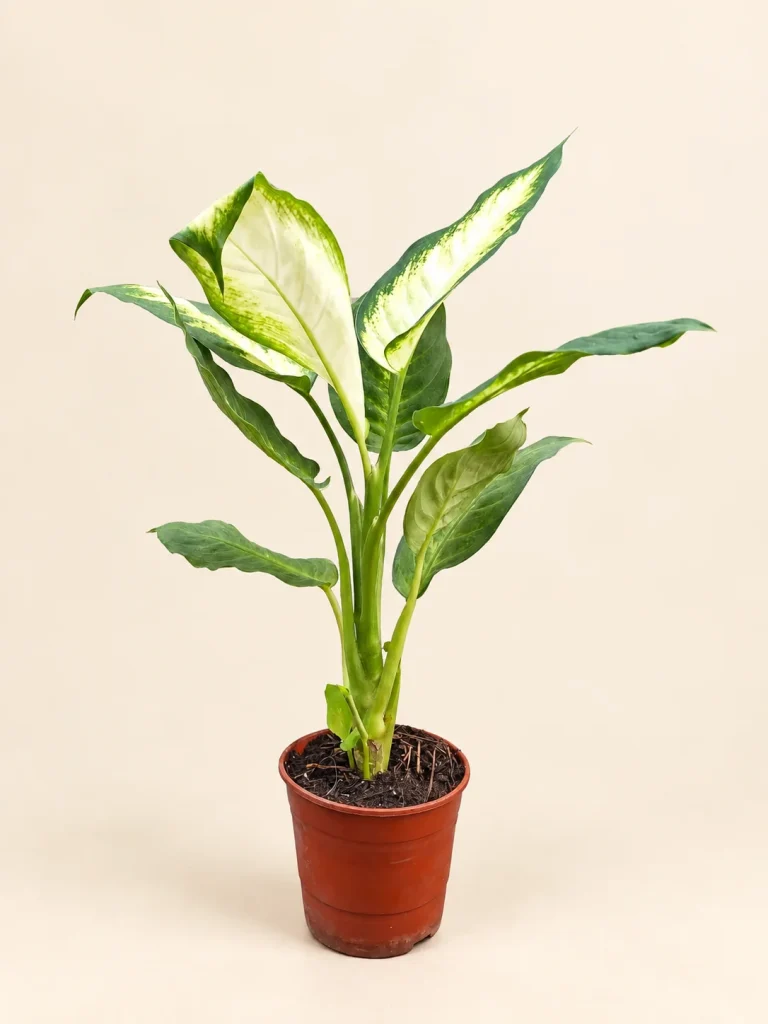 Dieffenbachia Mariane M12