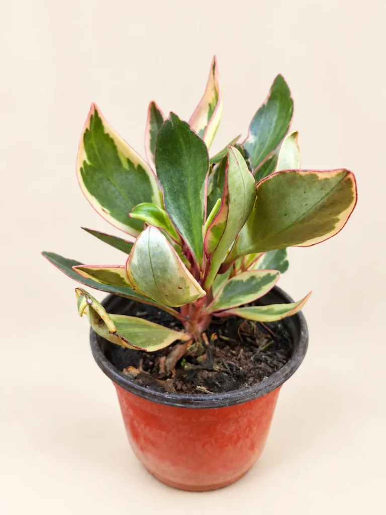 Peperomia rosada M12