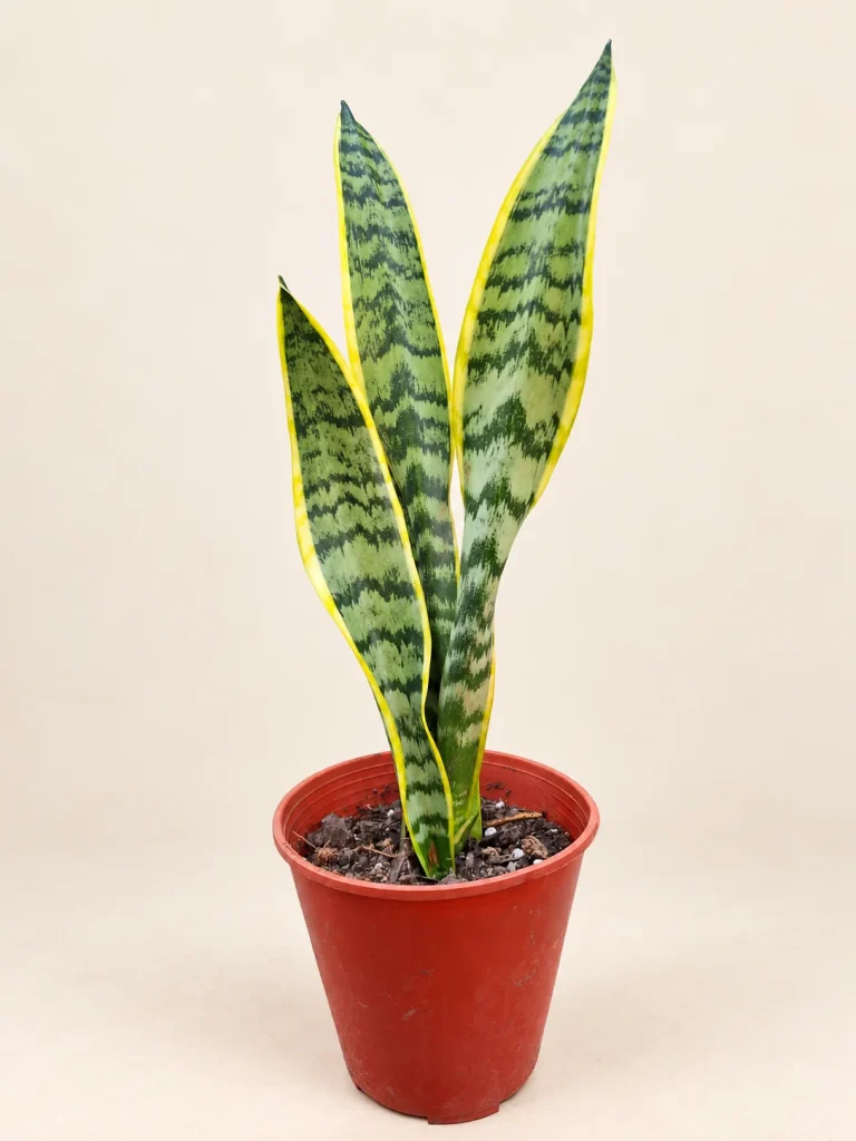 Sansevieria trifasciata M14